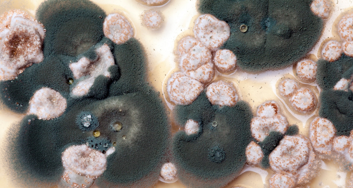 black-mold-symptoms